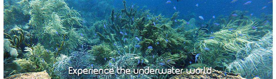 experience the underwater world